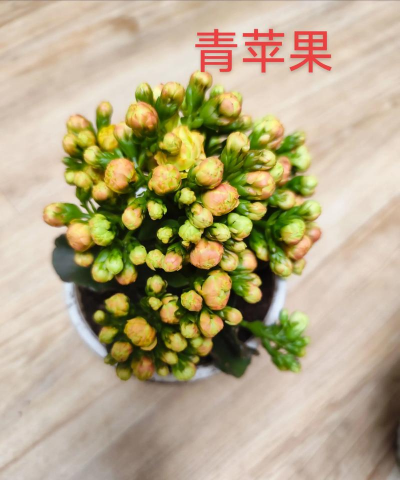 养花知识青苹果