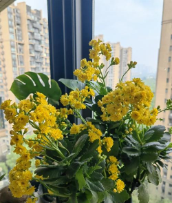 海棠花的栽培，选对品种很关键，掌握技巧不费力