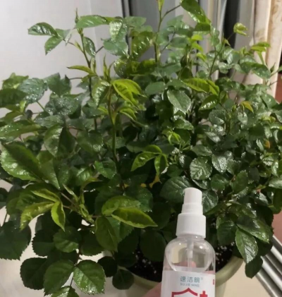 栽培的意思，核心概念，通俗理解