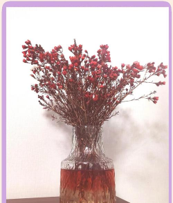 兰草花怎么养，掌握关键技巧，轻松培育美丽花朵