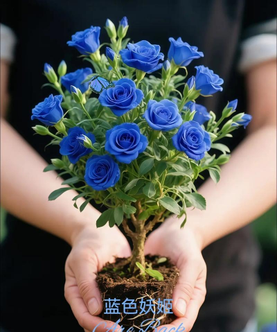 兰草花怎么养，掌握关键技巧，轻松培育美丽花朵