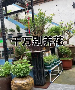 兰草花怎么养，掌握关键技巧，轻松培育美丽花朵