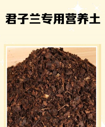 兰草花怎么养，掌握关键技巧，轻松培育美丽花朵