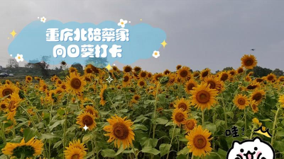 北碚区蔡家养花