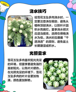 兰草花怎么养，掌握关键技巧，轻松培育美丽花朵