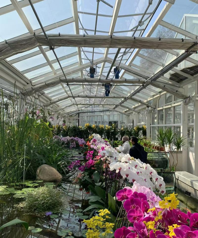 兰草花怎么养，掌握关键技巧，轻松培育美丽花朵