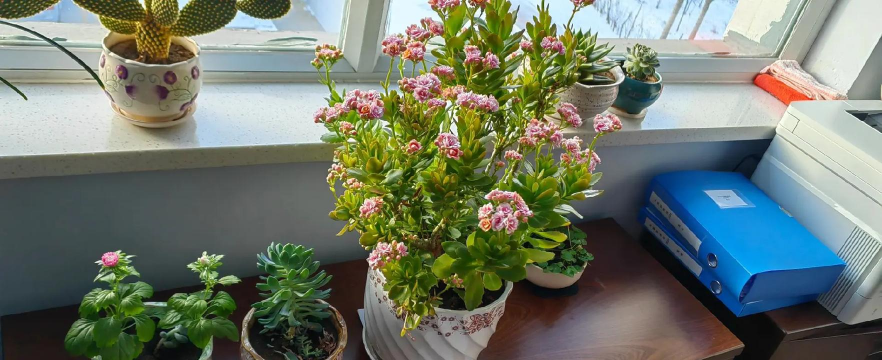 兰草花怎么养，掌握关键技巧，轻松培育美丽花朵