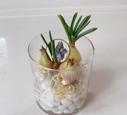 兰草花怎么养，掌握关键技巧，轻松培育美丽花朵