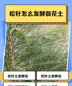 柿树虫病防治，识别常见虫害，掌握有效方法