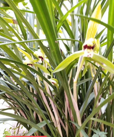 柿树虫病防治，识别常见虫害，掌握有效方法