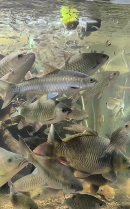 无土栽培技术，突破土壤限制，开启高效种植新篇章