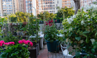 柿树虫病防治，识别常见虫害，掌握有效方法