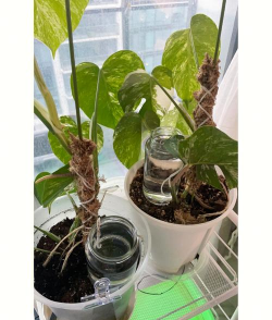 玫瑰花怎么养才不会枯萎，掌握浇水施肥技巧，轻松延长花期