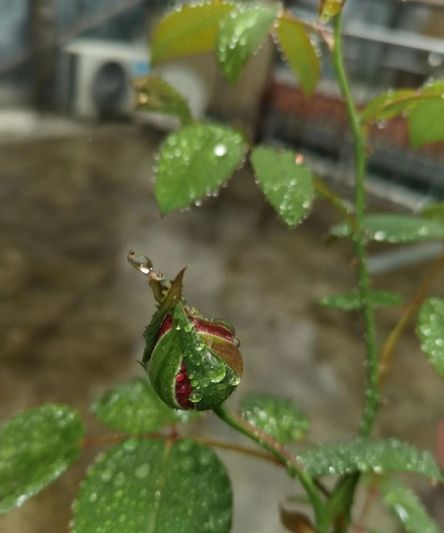 玫瑰花怎么养才不会枯萎，掌握浇水施肥技巧，轻松延长花期