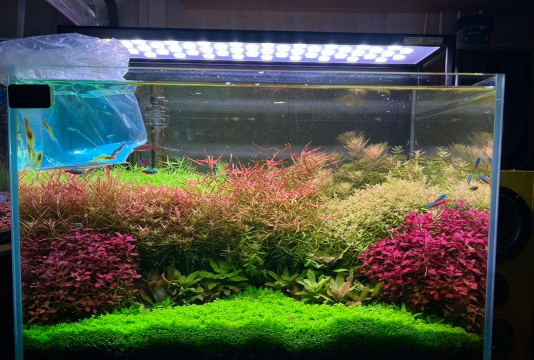 玫瑰花怎么养才不会枯萎，掌握浇水施肥技巧，轻松延长花期