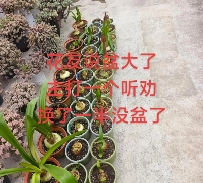 玫瑰花怎么养才不会枯萎，掌握浇水施肥技巧，轻松延长花期