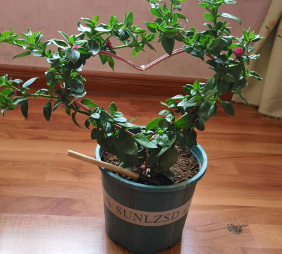 玫瑰花怎么养才不会枯萎，掌握浇水施肥技巧，轻松延长花期