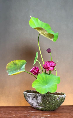 荷叶怎么养花瓶