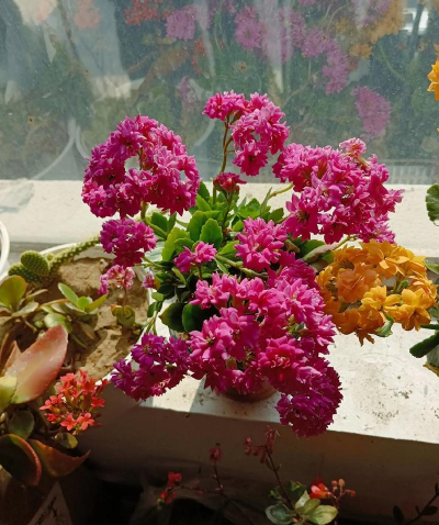 家庭养花用生根粉