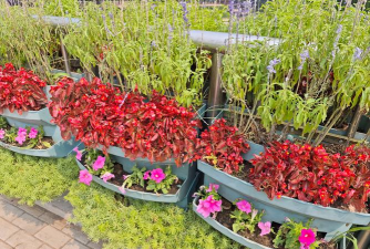 家庭养花用生根粉