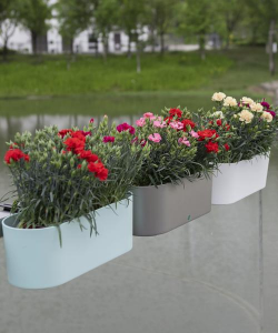 芍药花怎么养，掌握关键要点，花开更鲜艳