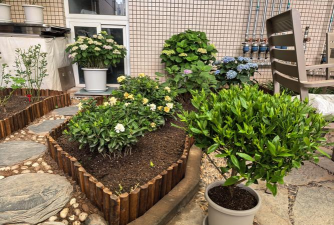 芍药花怎么养，掌握关键要点，花开更鲜艳