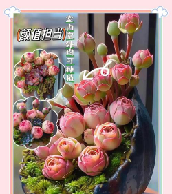 芍药花怎么养，掌握关键要点，花开更鲜艳