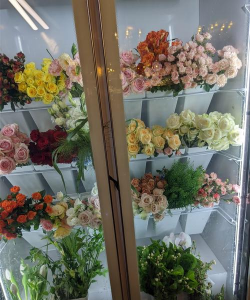 芍药花怎么养，掌握关键要点，花开更鲜艳