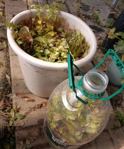 芍药花怎么养，掌握关键要点，花开更鲜艳