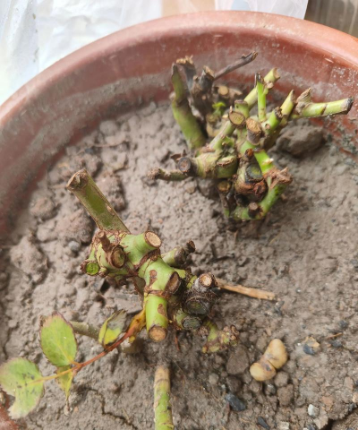 芍药花怎么养，掌握关键要点，花开更鲜艳