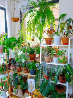 芹菜高产栽培技术，选对品种很关键，掌握要点促增收