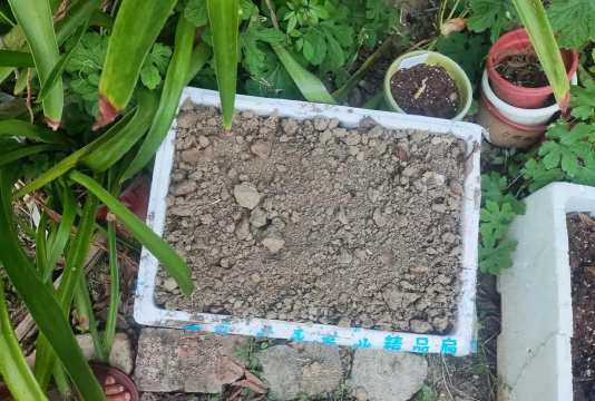 葡萄栽培，掌握关键技术，实现优质丰产