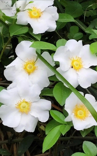 葡萄栽培，掌握关键技术，实现优质丰产