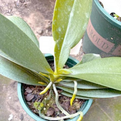 葡萄栽培，掌握关键技术，实现优质丰产