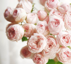 葡萄栽培，掌握关键技术，实现优质丰产