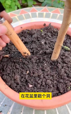 葡萄栽培，掌握关键技术，实现优质丰产