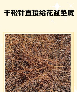 葡萄栽培，掌握关键技术，实现优质丰产