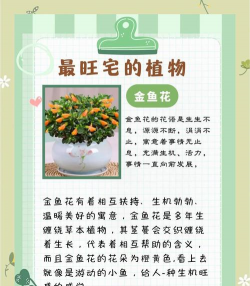 葡萄栽培，掌握关键技术，实现优质丰产