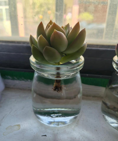 葡萄栽培，掌握关键技术，实现优质丰产