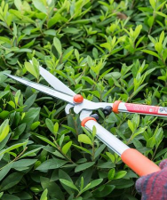 柿树虫病防治，识别常见虫害，掌握有效方法