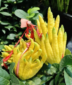 佛手果是什么花