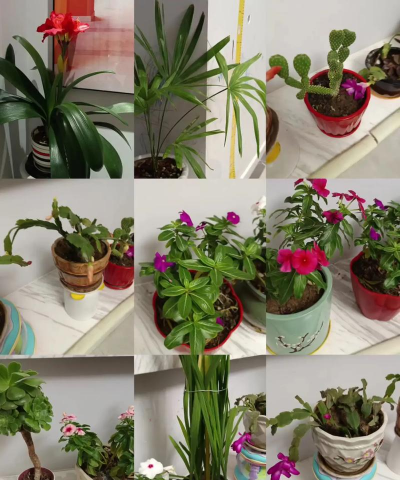 家庭养花用生根粉