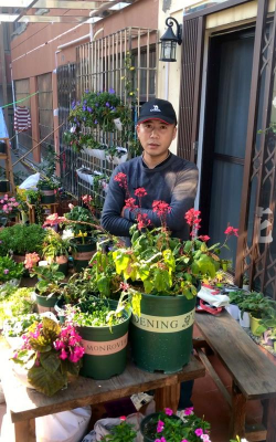 葡萄栽培，掌握关键技术，实现优质丰产