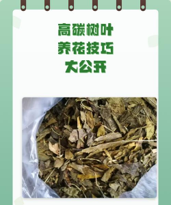 葡萄栽培，掌握关键技术，实现优质丰产