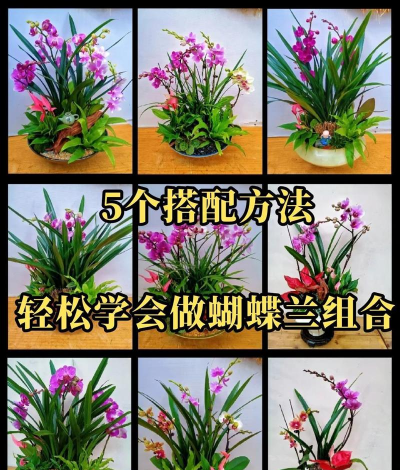 玫瑰花怎么养才不会枯萎，掌握浇水施肥技巧，轻松延长花期