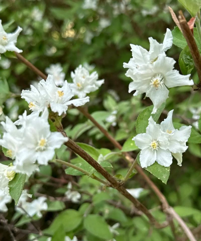 绿化景观设计，提升环境品质，创造宜人空间