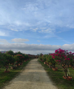 陵水养花基地
