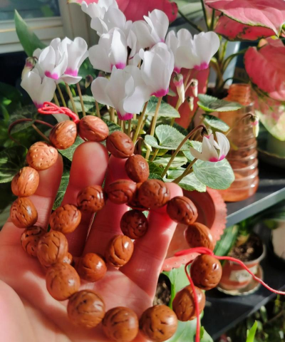 柿树虫病防治，识别常见虫害，掌握有效方法