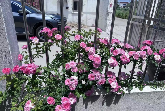 柿树虫病防治，识别常见虫害，掌握有效方法