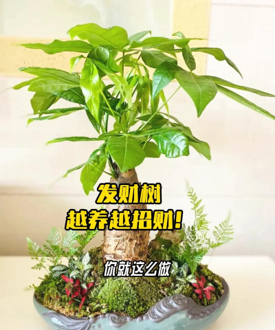 柿树虫病防治，识别常见虫害，掌握有效方法